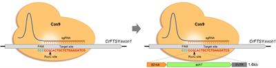 Site-Specific Gene Knock-Out and On-Site Heterologous Gene Overexpression in Chlamydomonas reinhardtii via a CRISPR-Cas9-Mediated Knock-in Method